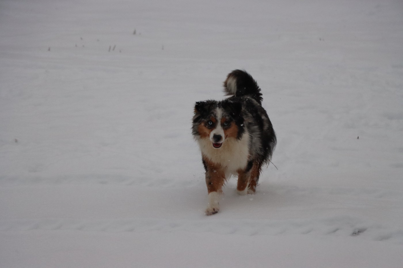 Aïoli (Sans Affixe)