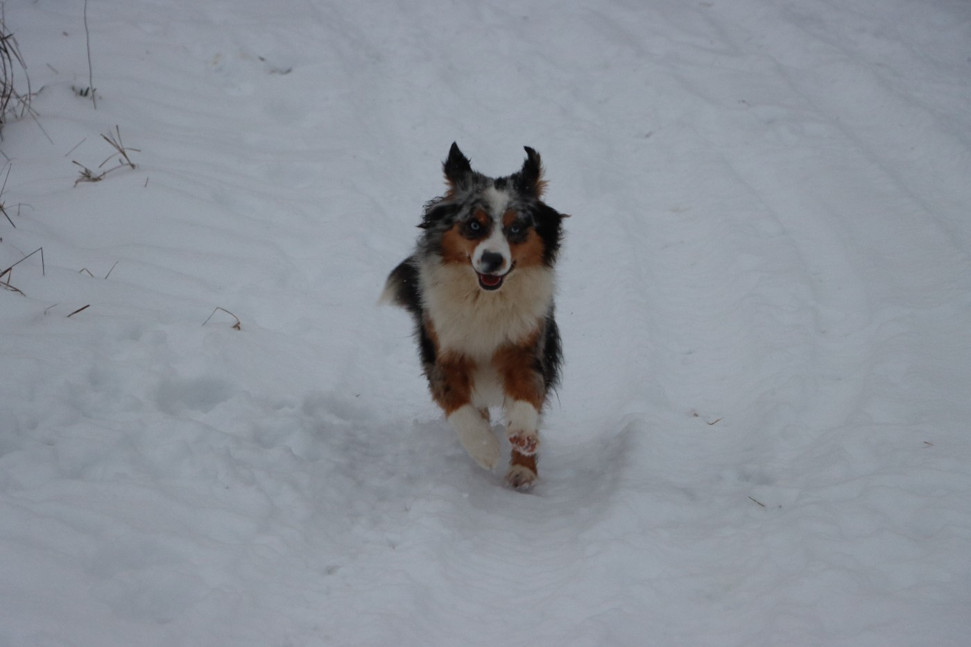 Aïoli (Sans Affixe)