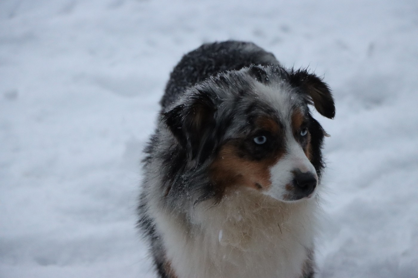 Aïoli (Sans Affixe)