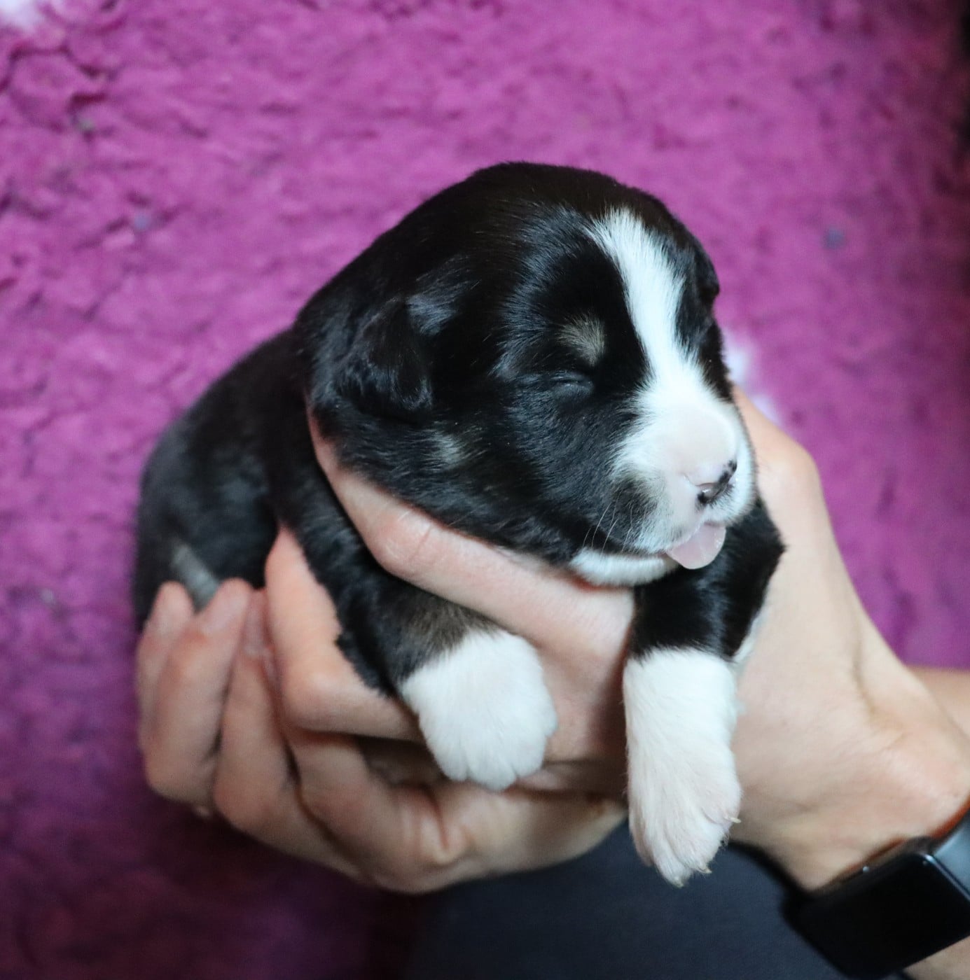 Berger Américain Miniature  - Aurum Loom
