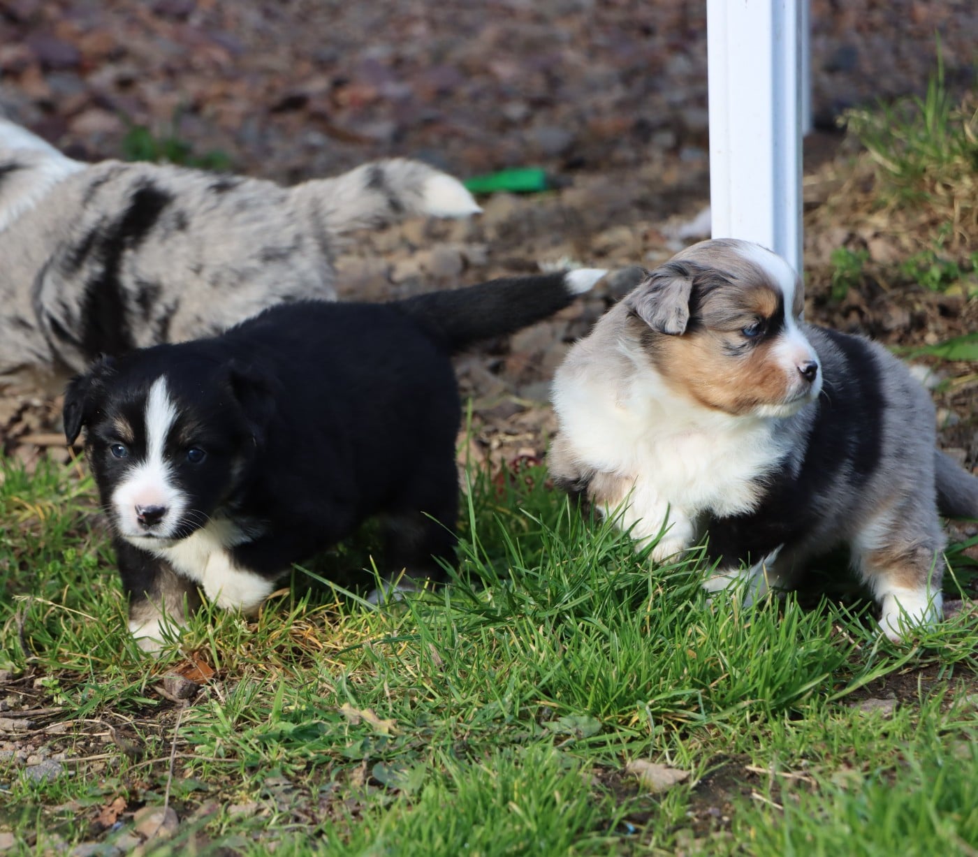 Berger Américain Miniature  - Aurum Loom