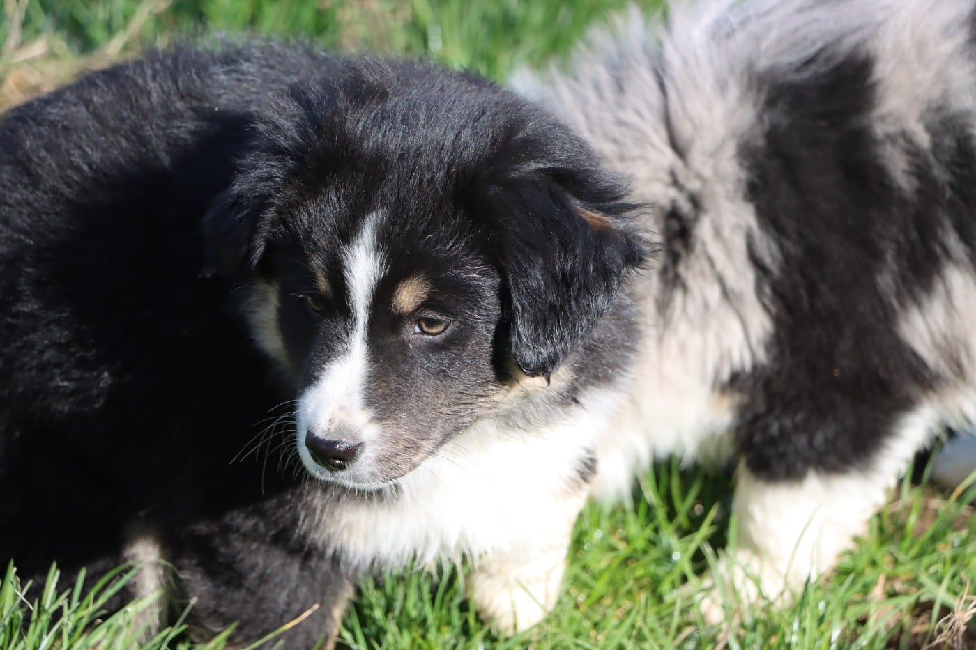 Berger Américain Miniature  - Aurum Loom