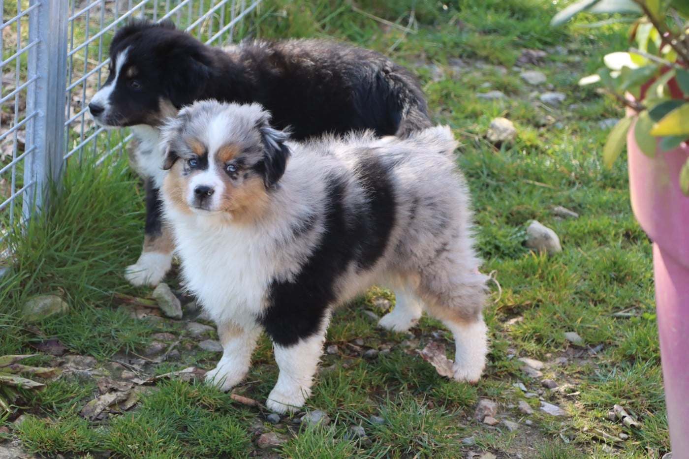 Berger Américain Miniature  - Aurum Loom