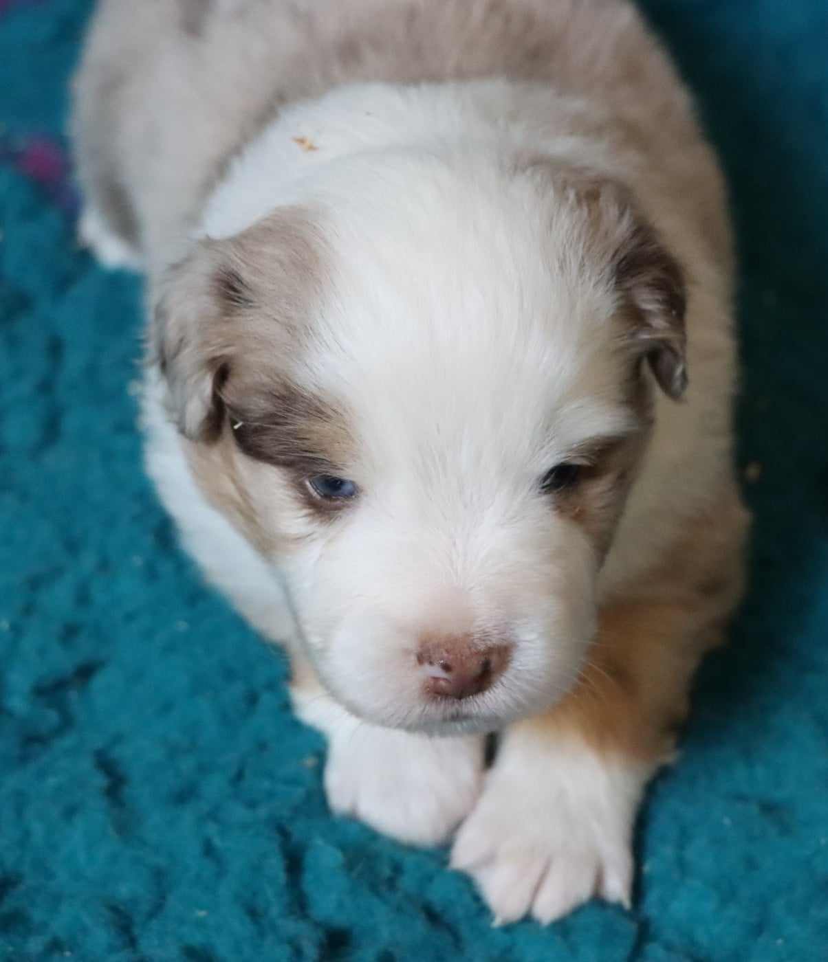 Berger Américain Miniature  - Aurum Loom