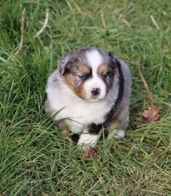 Les chiots de Berger Américain Miniature 