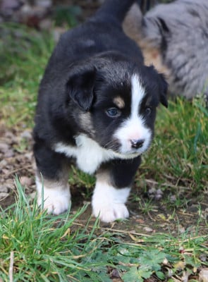 Les chiots de Berger Américain Miniature 