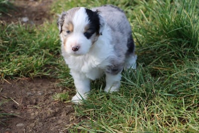 Les chiots de Berger Américain Miniature 