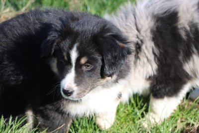 Les chiots de Berger Américain Miniature 