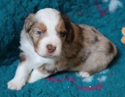 Les chiots de Berger Américain Miniature 