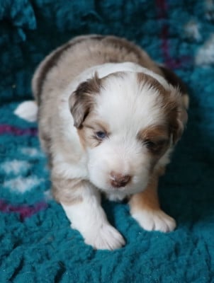 Les chiots de Berger Américain Miniature 