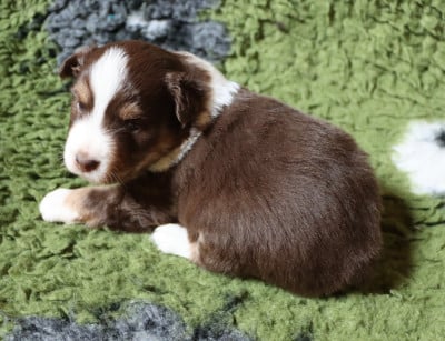 Les chiots de Berger Américain Miniature 