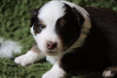 Les chiots de Berger Américain Miniature 