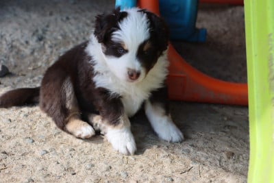 Les chiots de Berger Américain Miniature