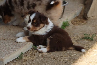 Les chiots de Berger Américain Miniature