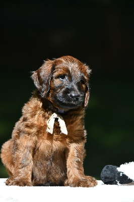 Les chiots de Berger de Brie