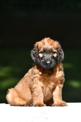 Les chiots de Berger de Brie
