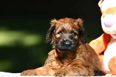 Les chiots de Berger de Brie