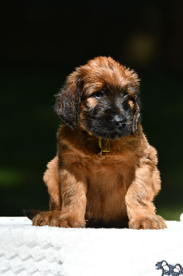 Les chiots de Berger de Brie