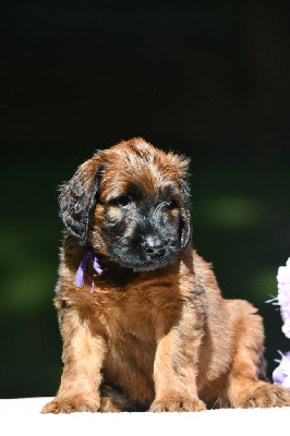 Les chiots de Berger de Brie