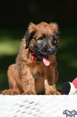 Les chiots de Berger de Brie