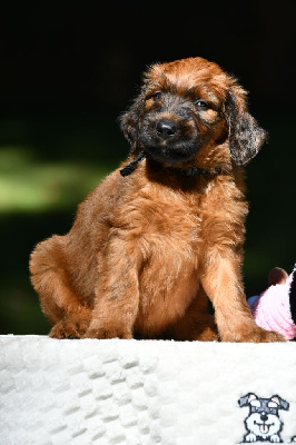 Les chiots de Berger de Brie