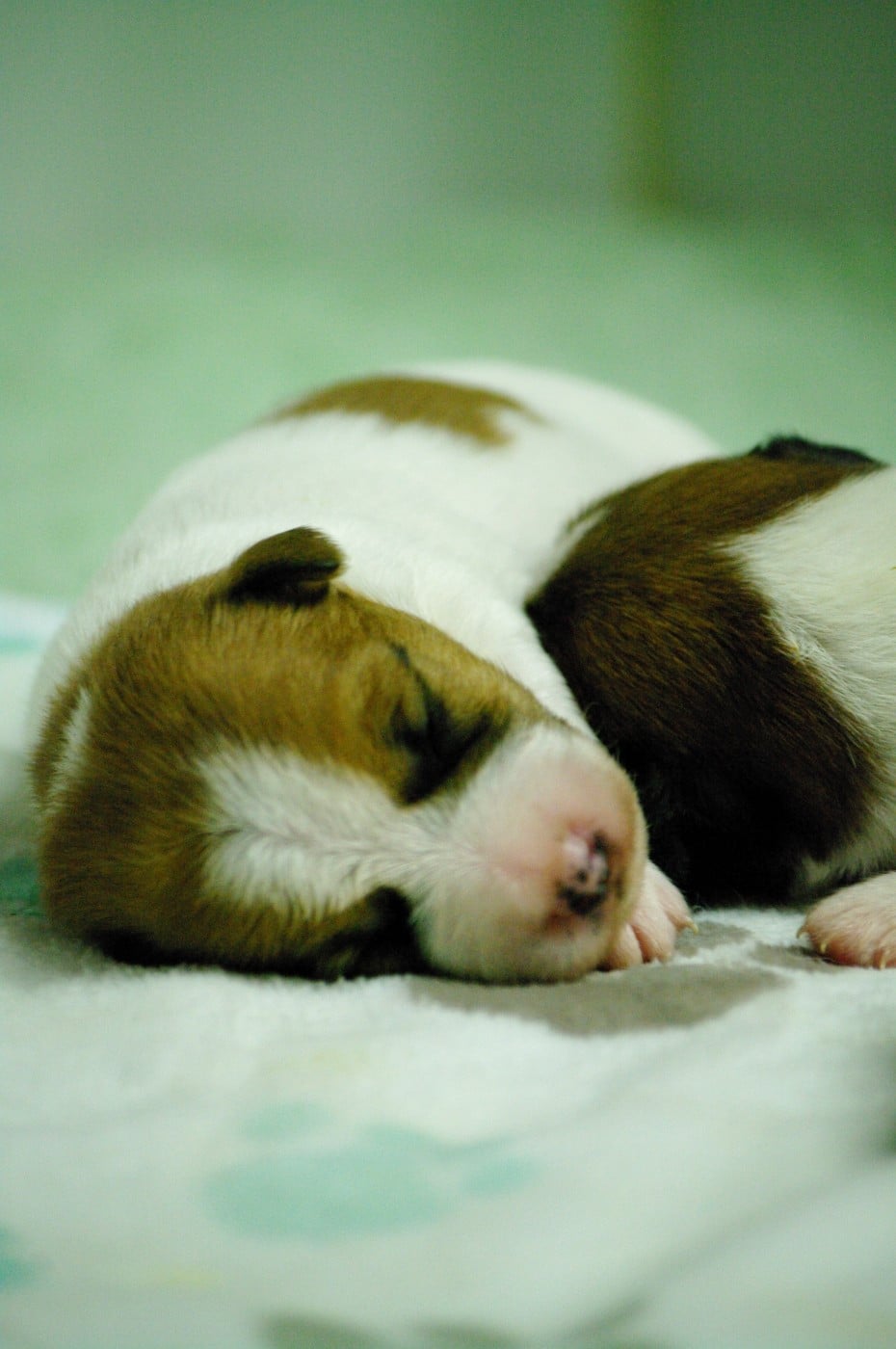 Mâle - Jack Russell Terrier