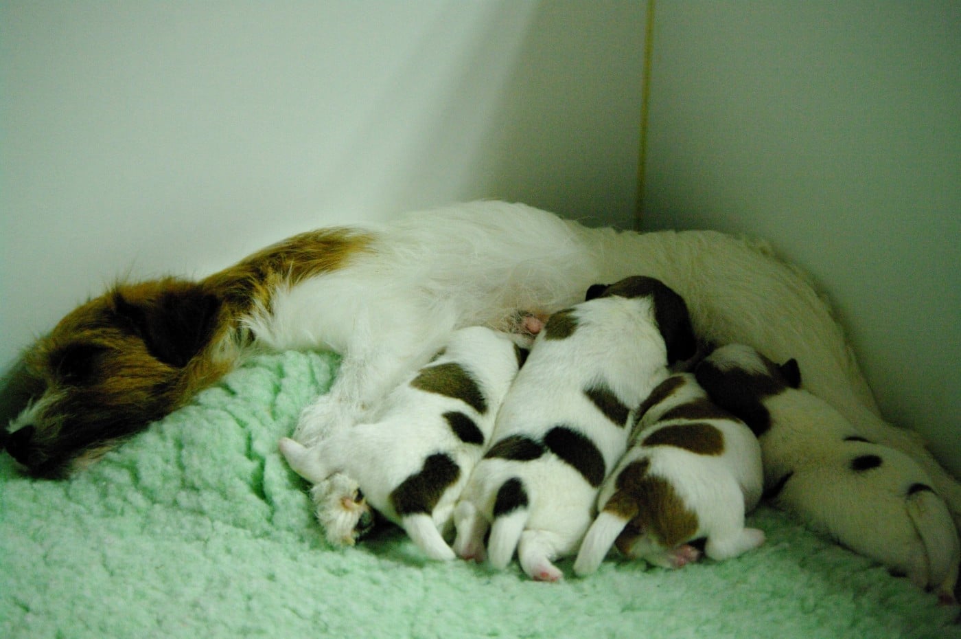 Jack Russell Terrier - des Terres Du Gali