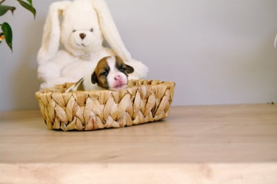 Les chiots de Jack Russell Terrier