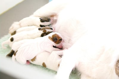 Les chiots de Jack Russell Terrier