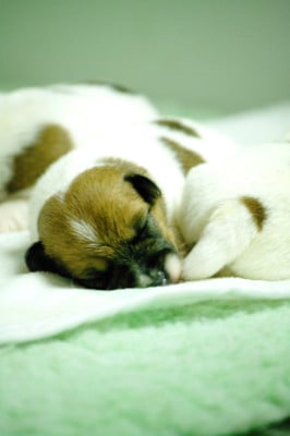 Les chiots de Jack Russell Terrier
