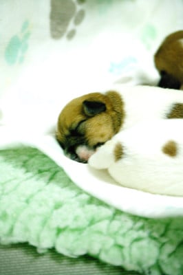 Les chiots de Jack Russell Terrier