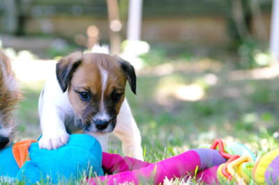 Les chiots de Jack Russell Terrier