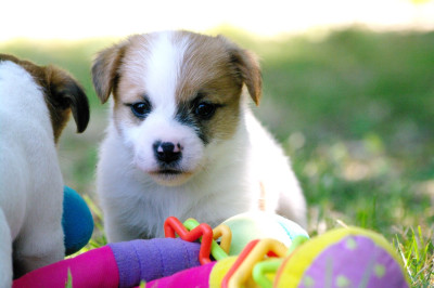 Les chiots de Jack Russell Terrier