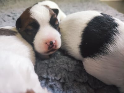 Les chiots de Jack Russell Terrier