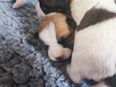 Les chiots de Jack Russell Terrier