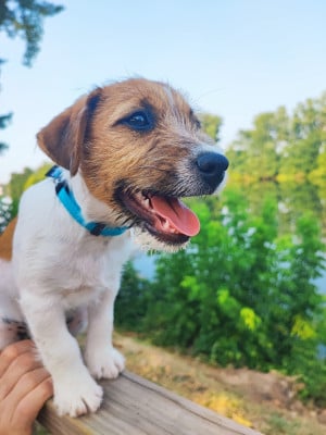 Jack Russell Terrier