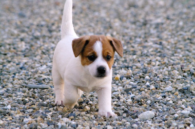 CHIOT - Jack Russell Terrier