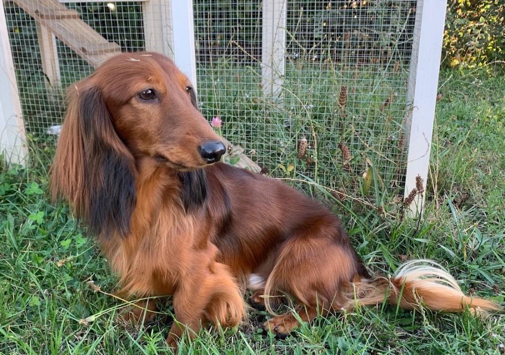 Accueil Elevage De La L gende Aux Marmeutons Eleveur De Chiens 