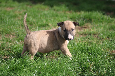 Les chiots de Bull Terrier