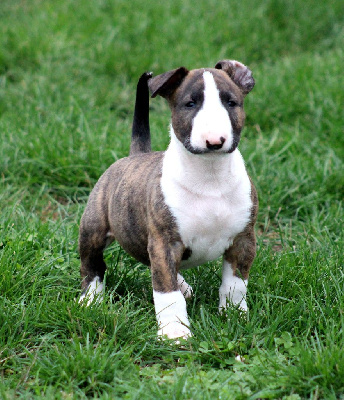 Les chiots de Bull Terrier