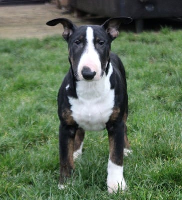 Les chiots de Bull Terrier