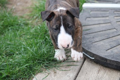 Les chiots de Bull Terrier
