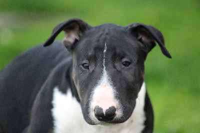 Les chiots de Bull Terrier