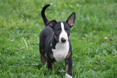 Les chiots de Bull Terrier
