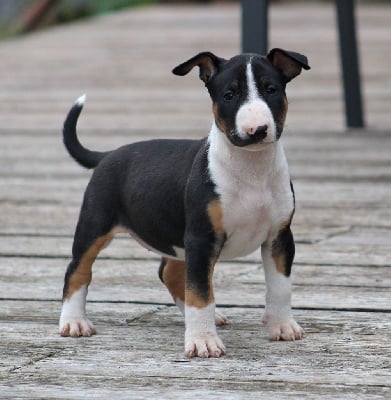 Les chiots de Bull Terrier