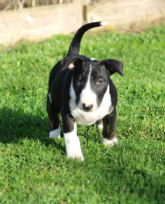 Les chiots de Bull Terrier