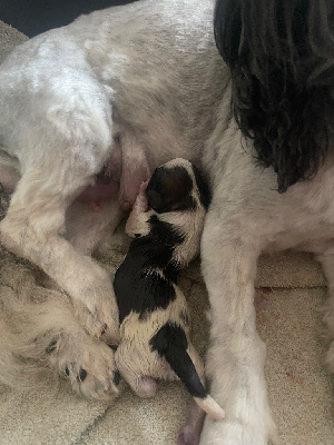 Les chiots de Shih Tzu