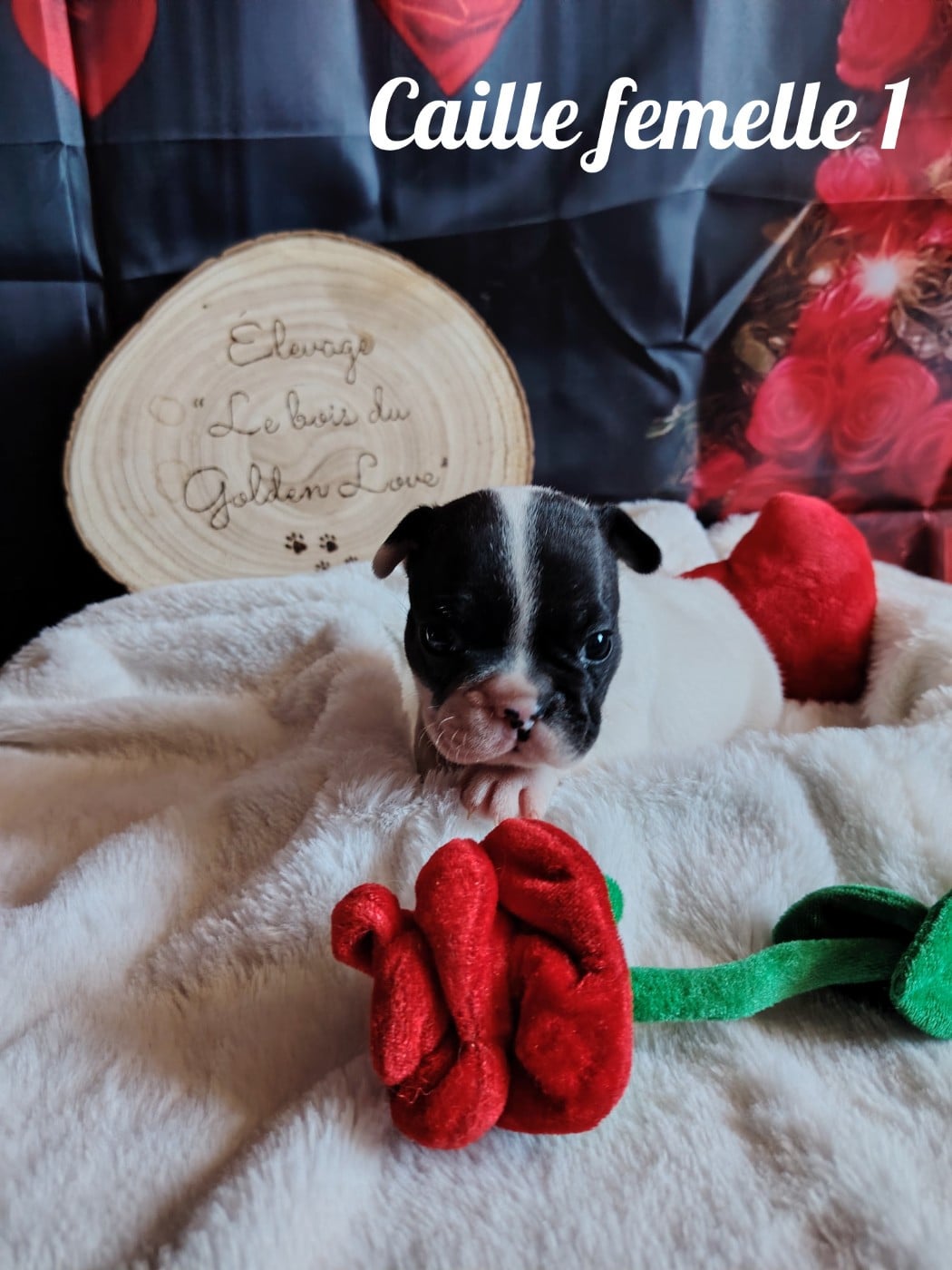 Chiot Bouledogue français