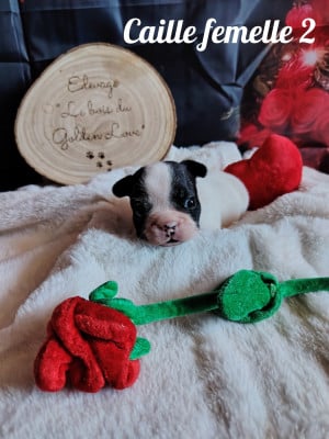 Les chiots de Bouledogue français