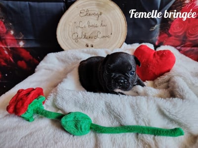 Les chiots de Bouledogue français